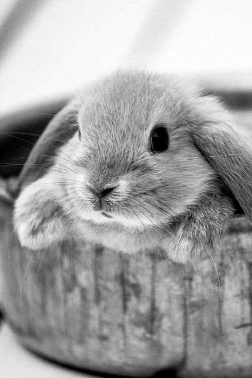 Tổng hợp 101 hình ảnh con thỏ dễ thương nhất 2021