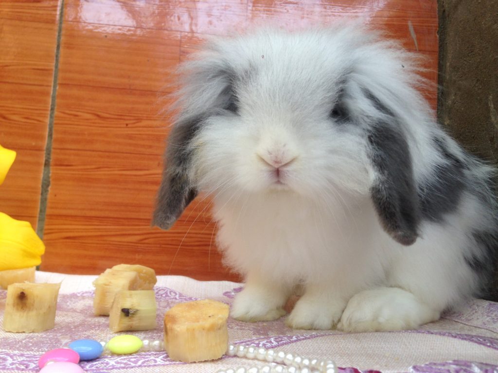 tho-holland-lop